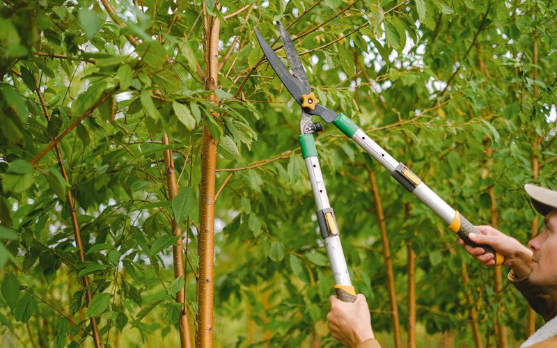 Tree trimming in Darfur, MN