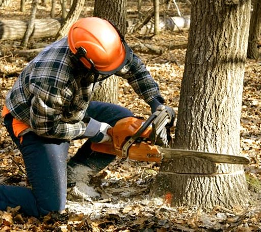Tree Removal in Darfur, MN